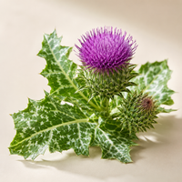 Milk Thistle